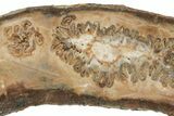 Mammoth Molar Slice with Case - South Carolina #217862-2